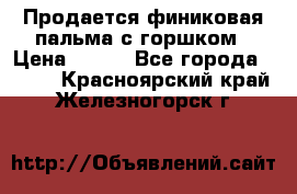 Продается финиковая пальма с горшком › Цена ­ 600 - Все города  »    . Красноярский край,Железногорск г.